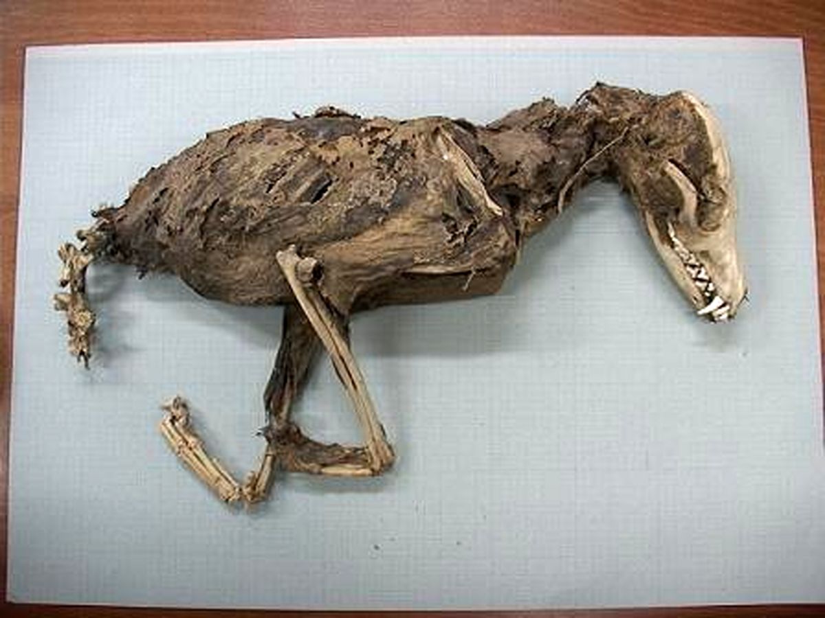 تصاویر: لاشه حیوان ماقبل تاریخ کشف شده