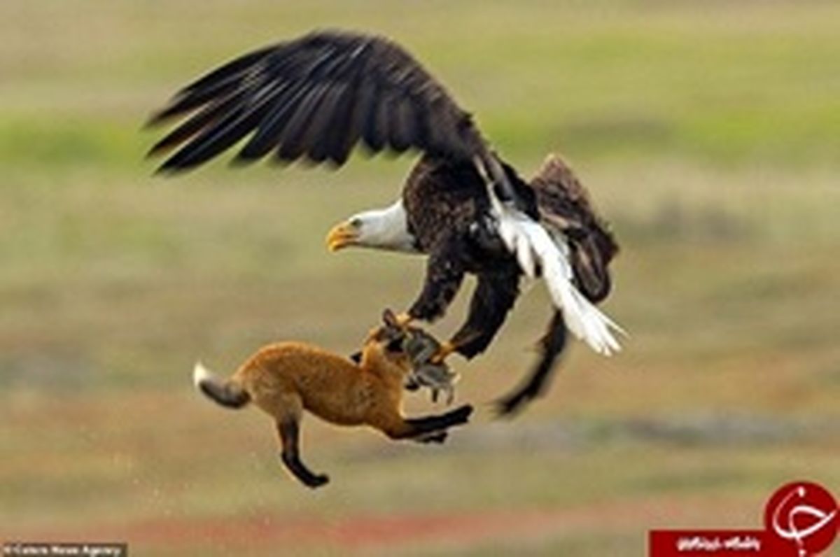 عکس: عاقبت شکارچی با شکارش، شکار شد!
