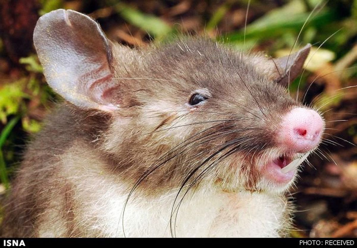 کشف موش «پوزه‌خوکی»+عکس