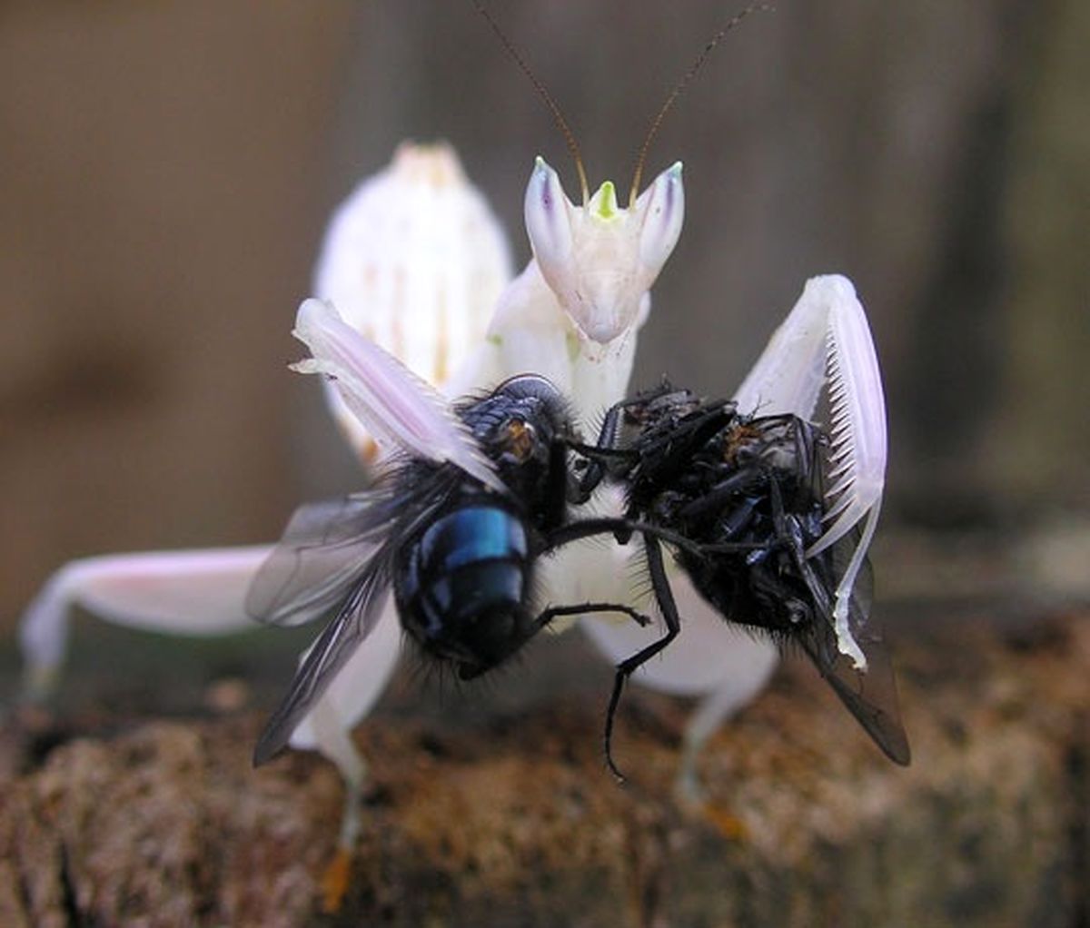 عکس/ شکارچی سفید!