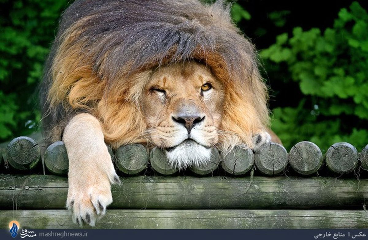 سلطانِ بی‌رمق/عکس