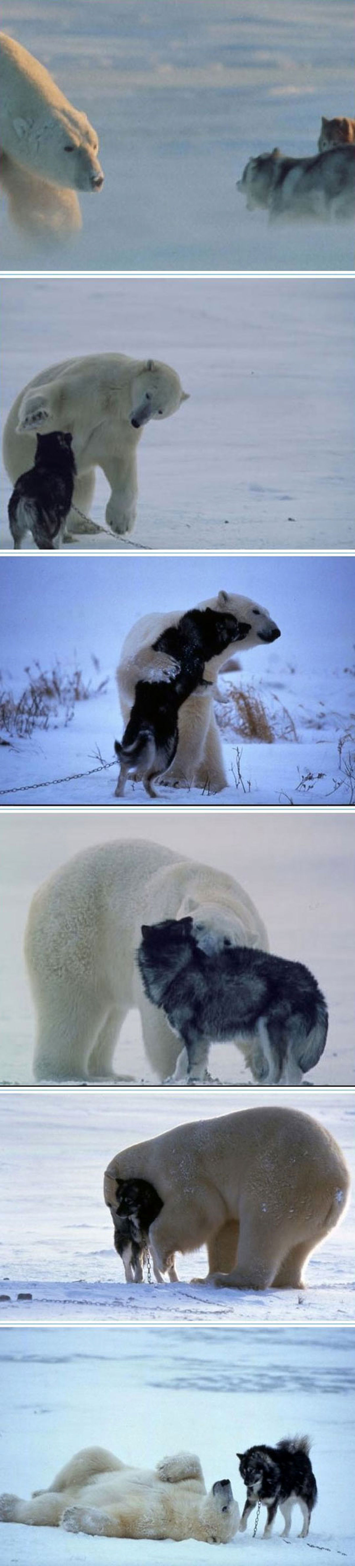 تصاویر/ در جستجوی دوست!