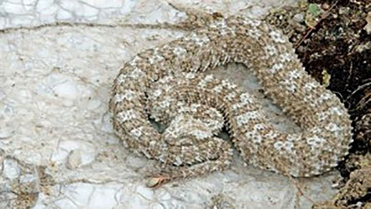 آب دادن ماموران محیط زیست به مار افعی تشنه +فیلم