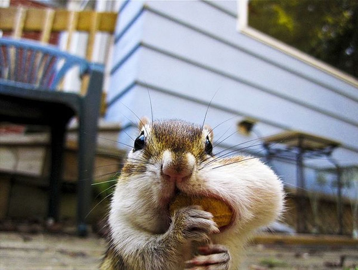 تصاویر/ لقمه بزرگتر از دهان!