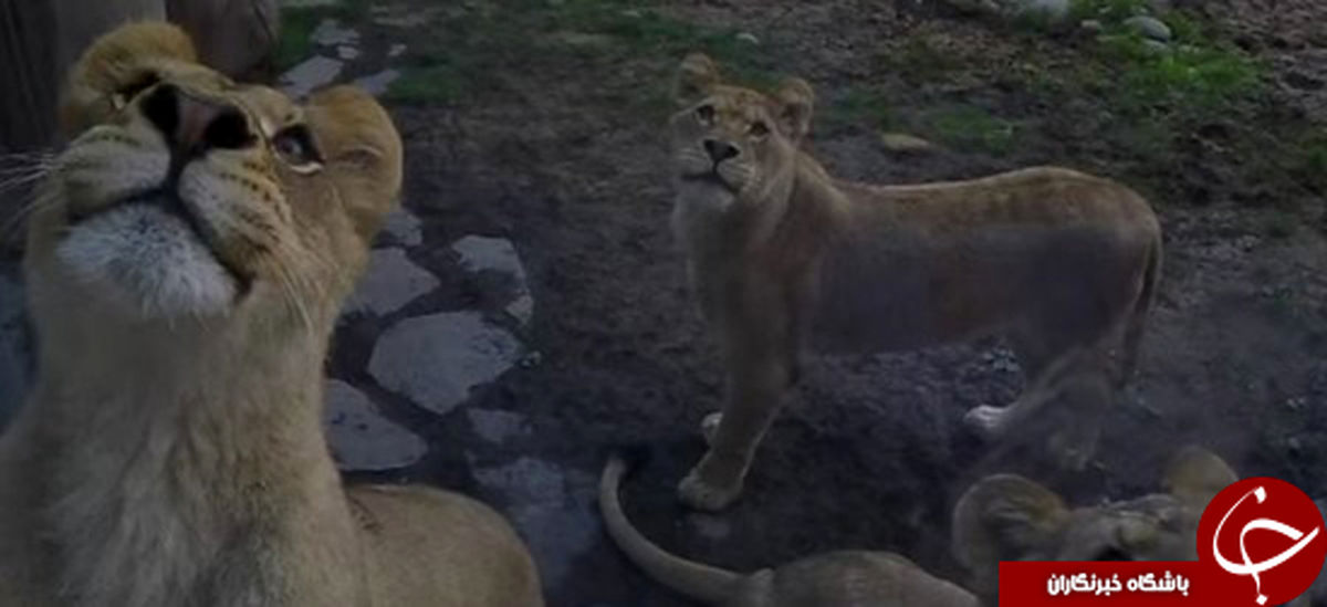 شیرهای وحشی با این اسباب بازی رام می‌شوند + عکس