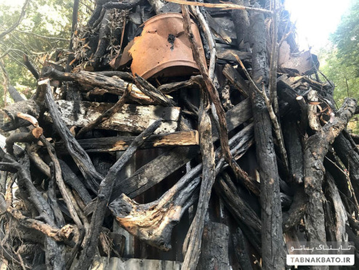 عجیب‌ترین درخت کریسمس در استرالیا +تصاویر