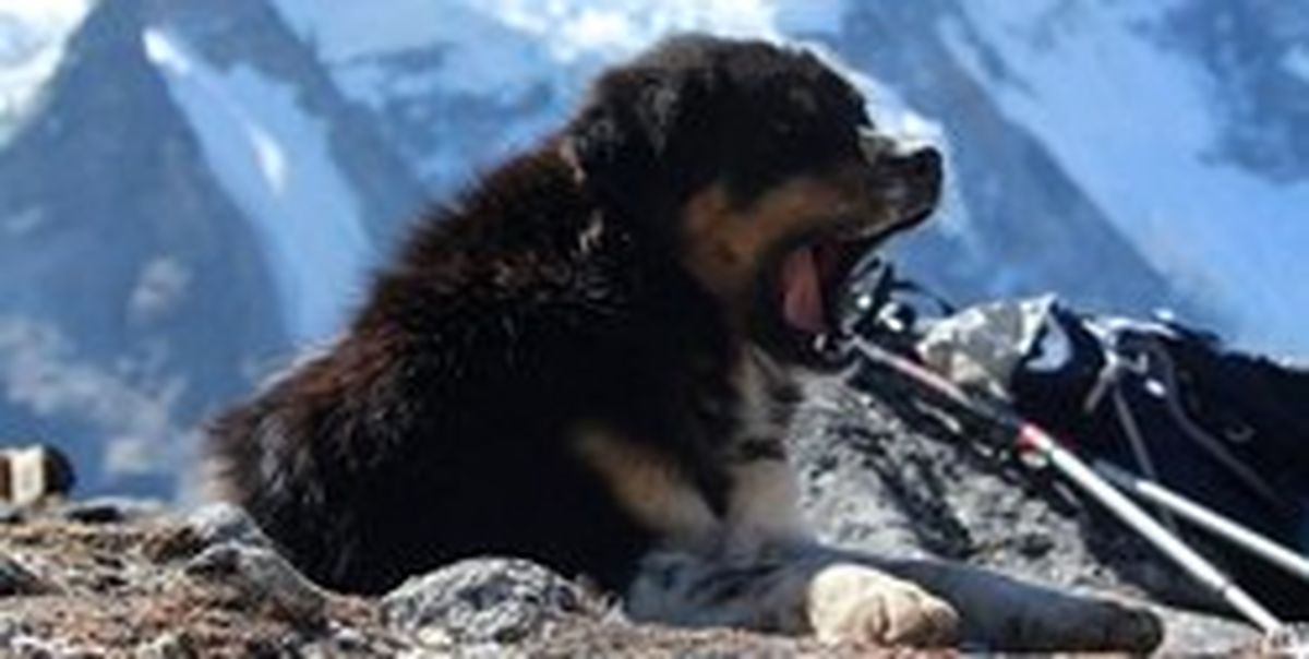 صعود یک سگ به قله ۷ هزار متری خبرساز شد! +عکس