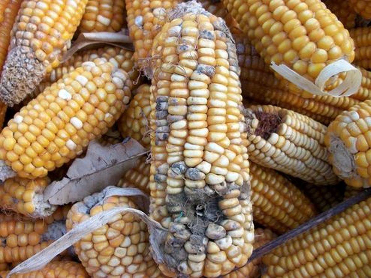 وضعیت ذرت‌های آلوده گمرک چی شد