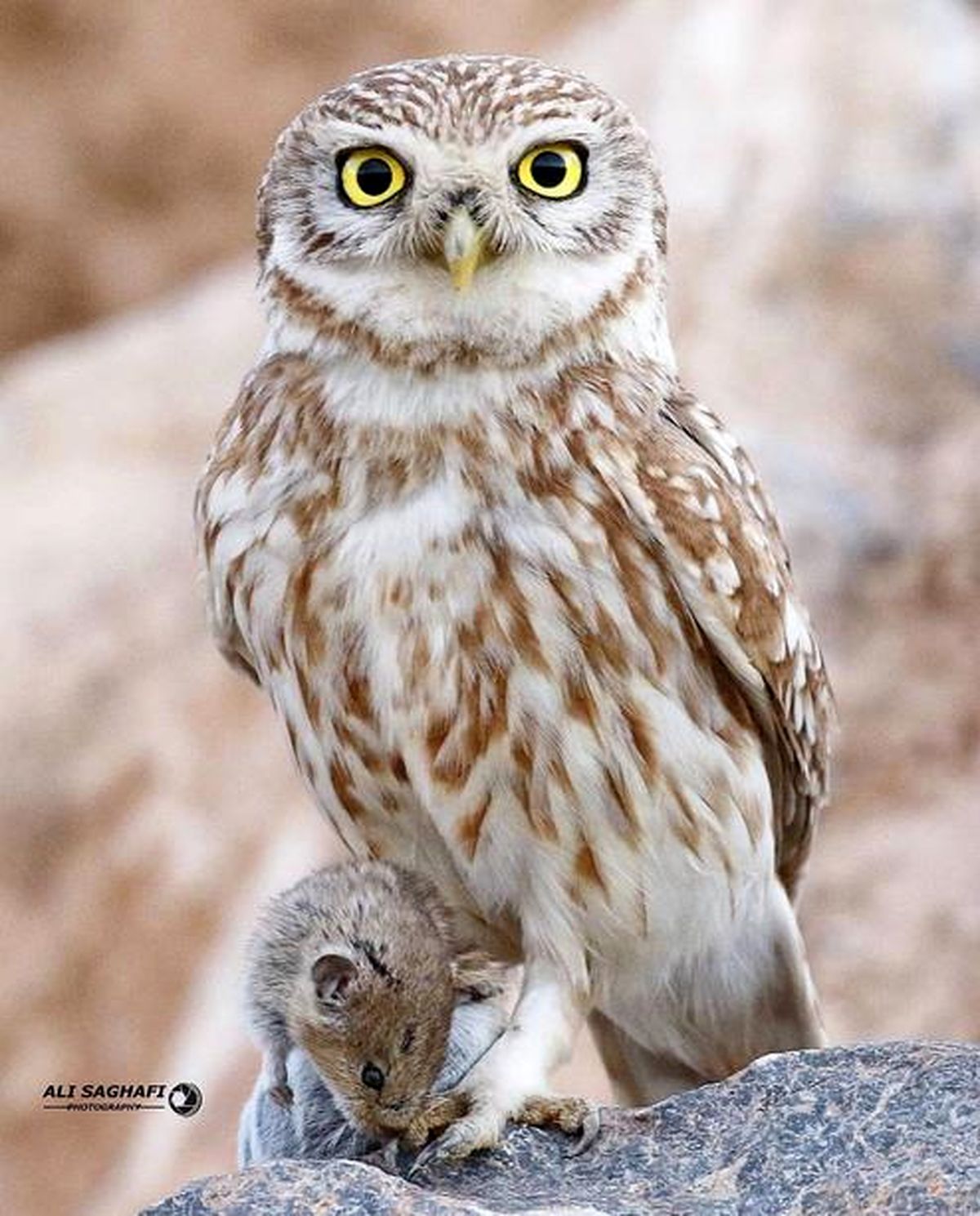 عکس: شکار بزرگ جغد کوچک