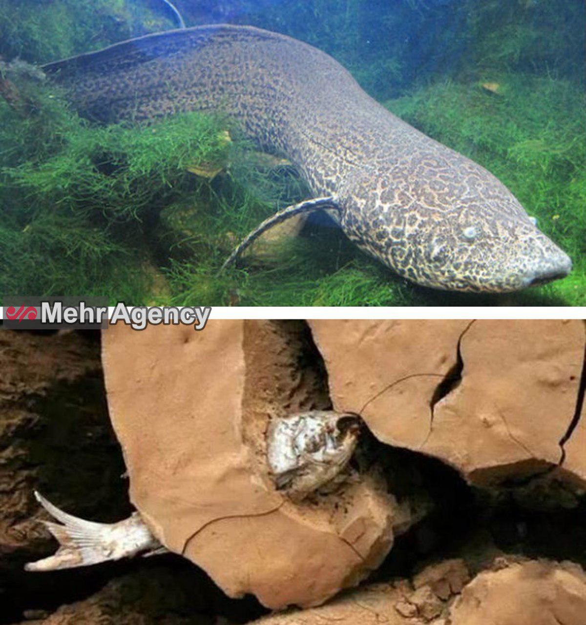 ماهیای که ۴سال زیر خاک میتواند زنده بماند +عکس