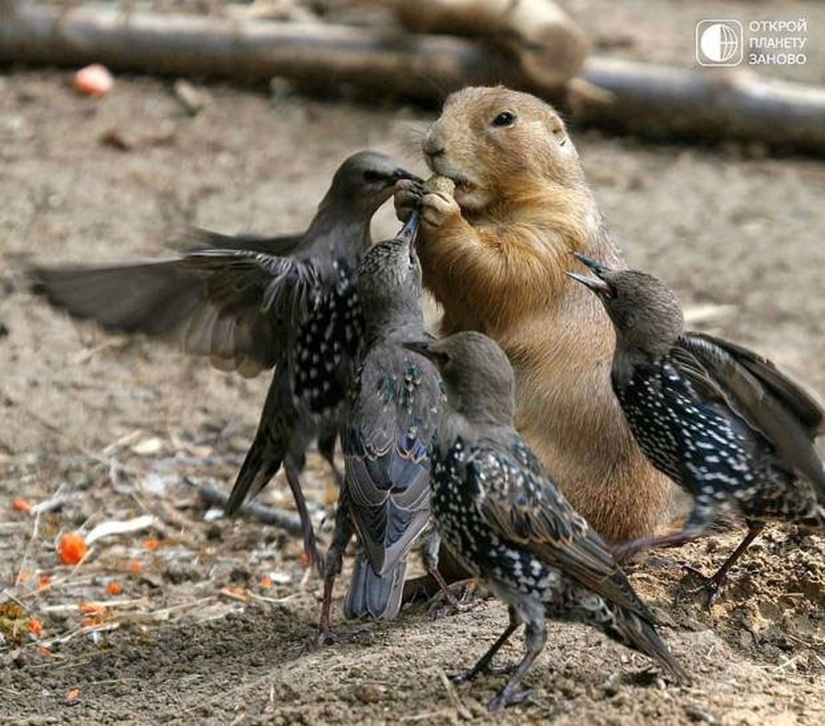 دیدنی و بدون شرح!/عکس