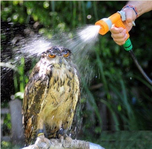 در اندیشه انتقام/عکس