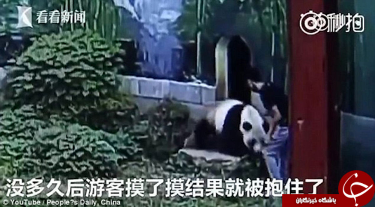 کشتی گرفتن یک مرد با خرس پاندا +تصاویر