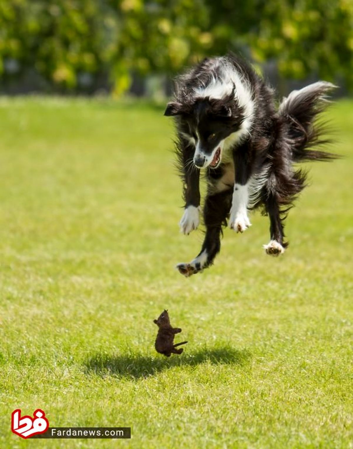 عکس: ترس باورنکردنی سگ از موش!