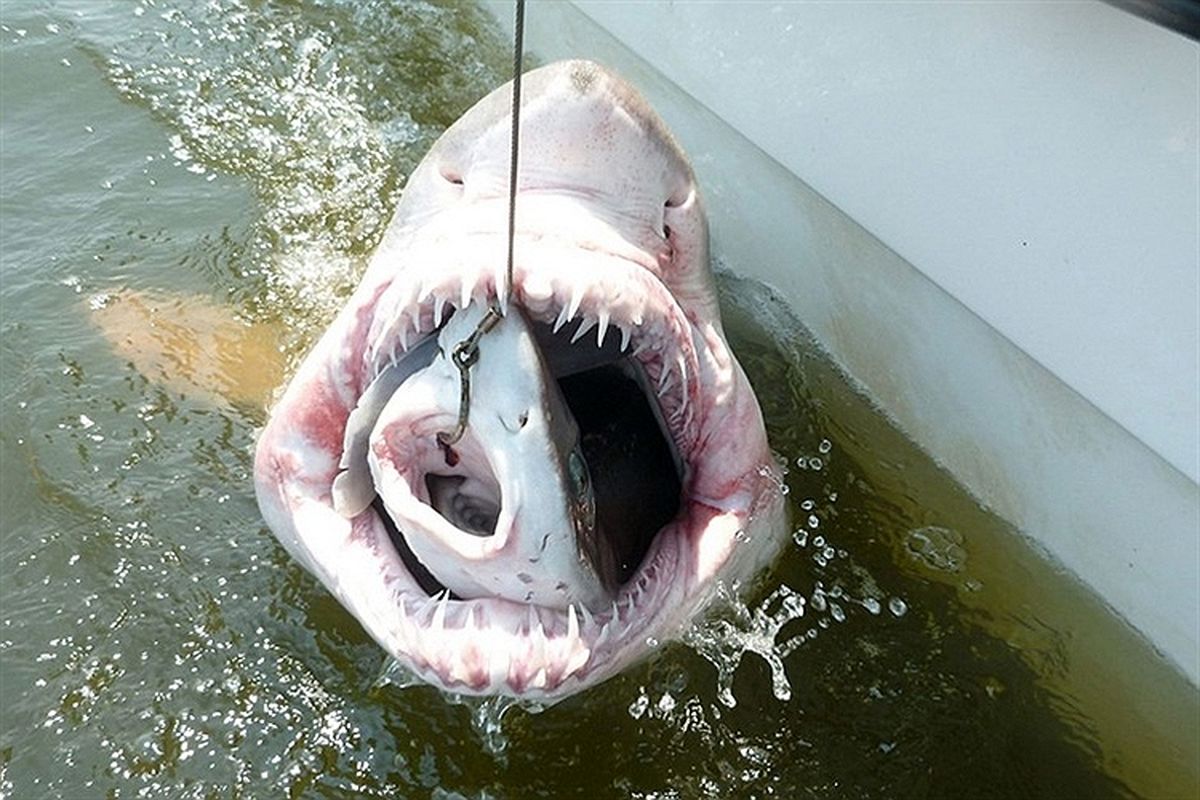 عکس/ هم‌نوع خواری بین کوسه‌ها