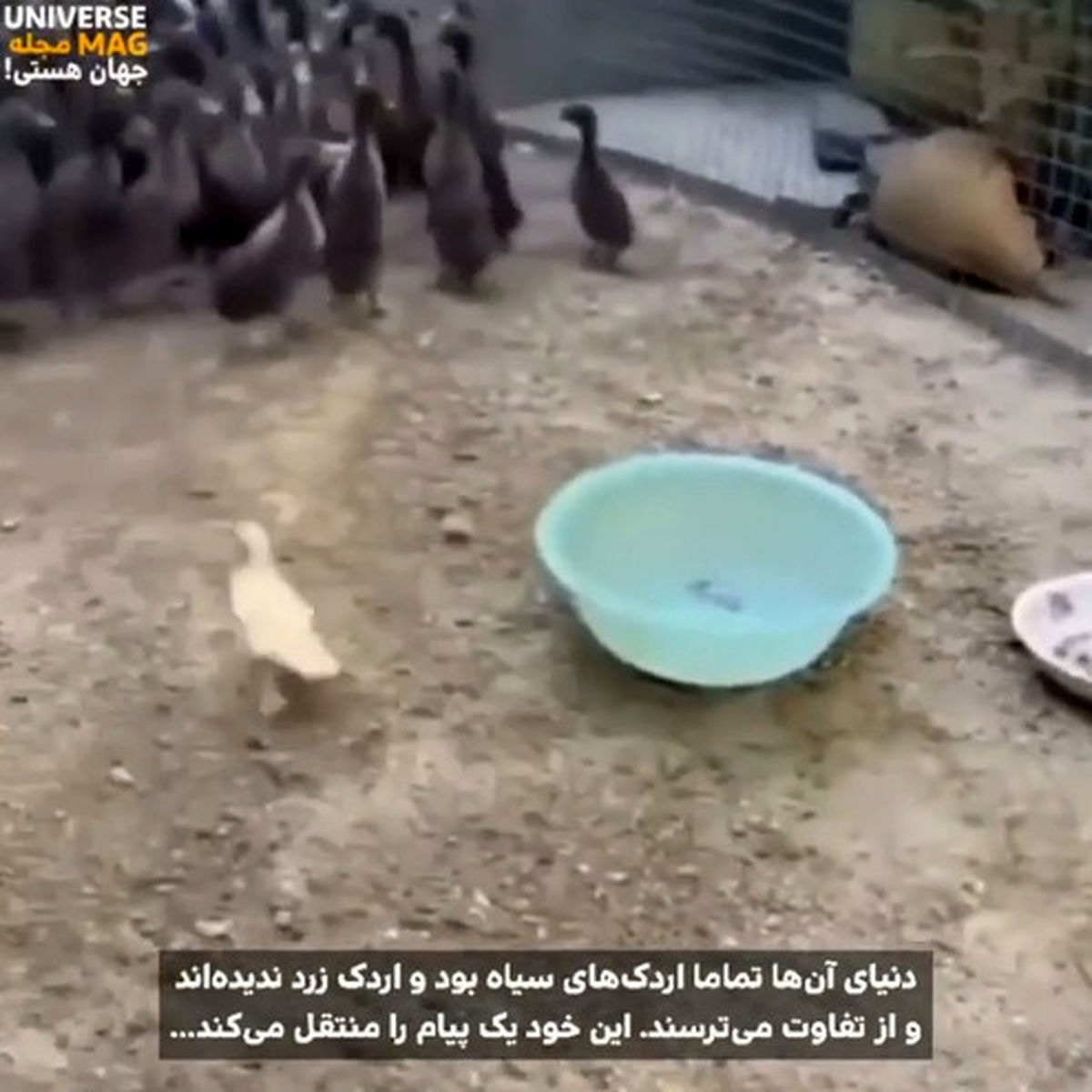 ترسناک‌ترین جوجه اردک جهان +فیلم