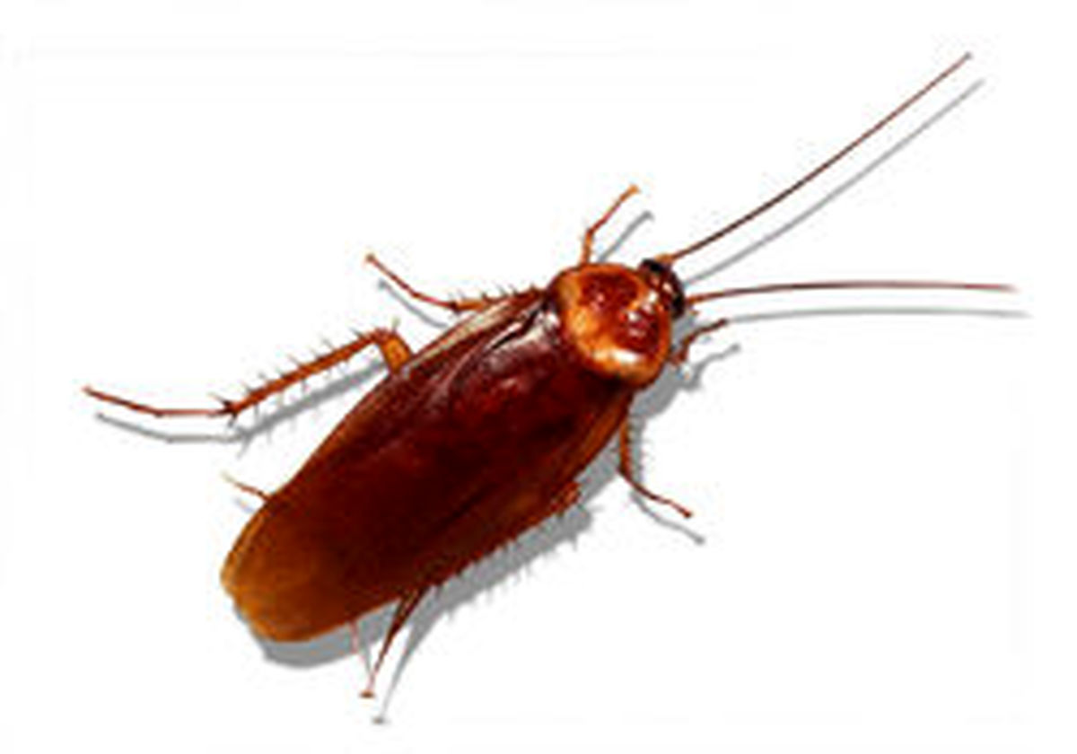 مردان بیش از زنان از سوسک می‌ترسند!