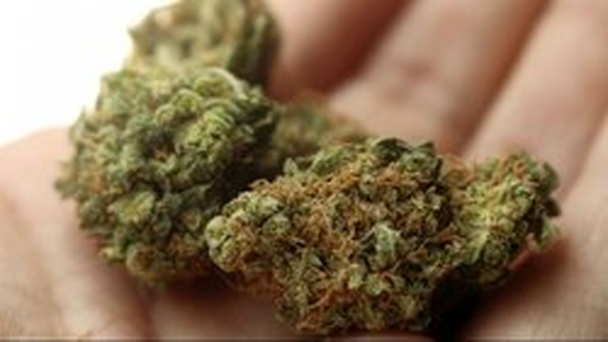 ماری‌جوانای آلوده به مرگ موش در آمریکا دردسرساز شد