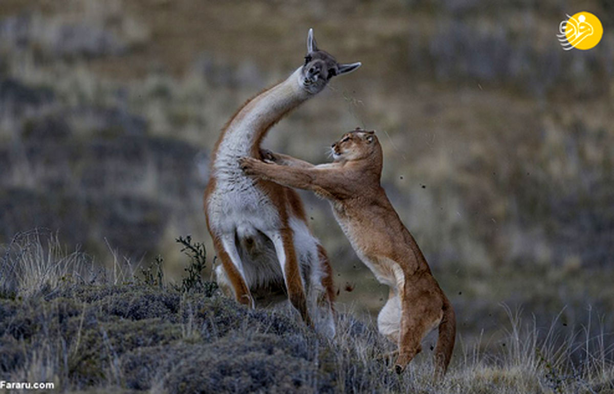 تصاویر: عکس برگزیده حیات وحش در سال ۲۰۱۹
