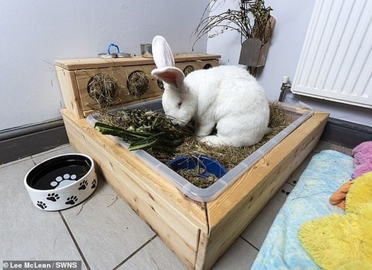 زندگی لاکچری خرگوش ۹ کیلویی +تصاویر