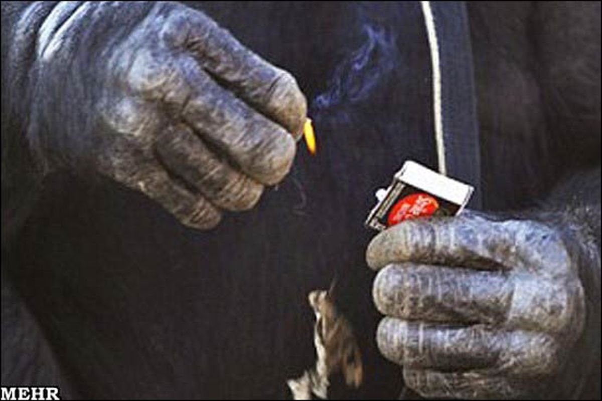 گزارشی از آشپزی یک شامپانزه+تصاویر