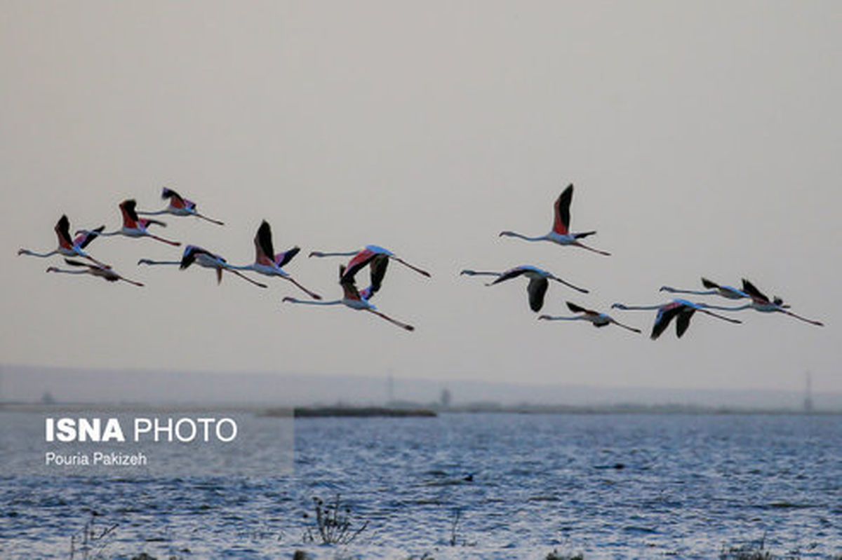 تصاویر: مهمان‌های آتشین در تالاب آق‌گل