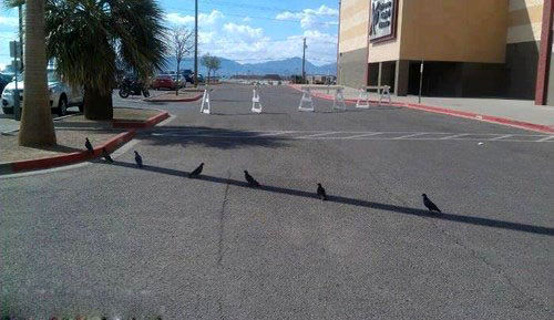 خداییش قبول دارین هوا خیلی گرمه!/عکس