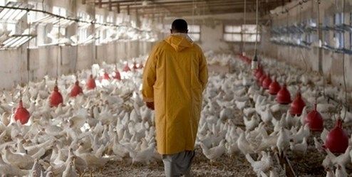 علت افزایش ۸ هزار تومانی قیمت مرغ در یک هفته