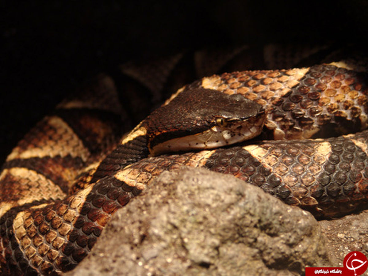 اشتباه عجیب کشاورز پس از گزش مار! +عکس