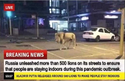 شایعه یا واقعیت؛ رهاکردن ۵۰۰ شیر در روسیه برای قرنطینه مردم!؟ +عکس