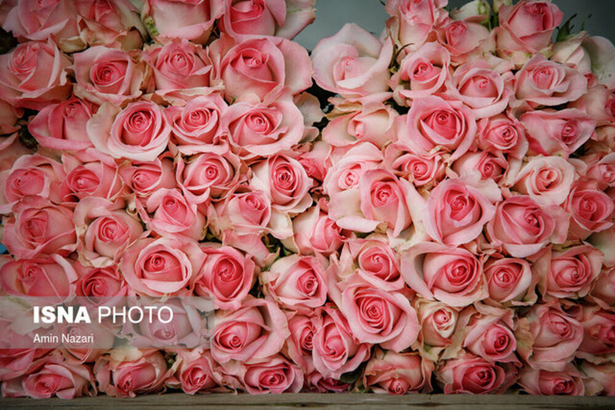 افزایش ۴۰۰ درصدی قیمت گل