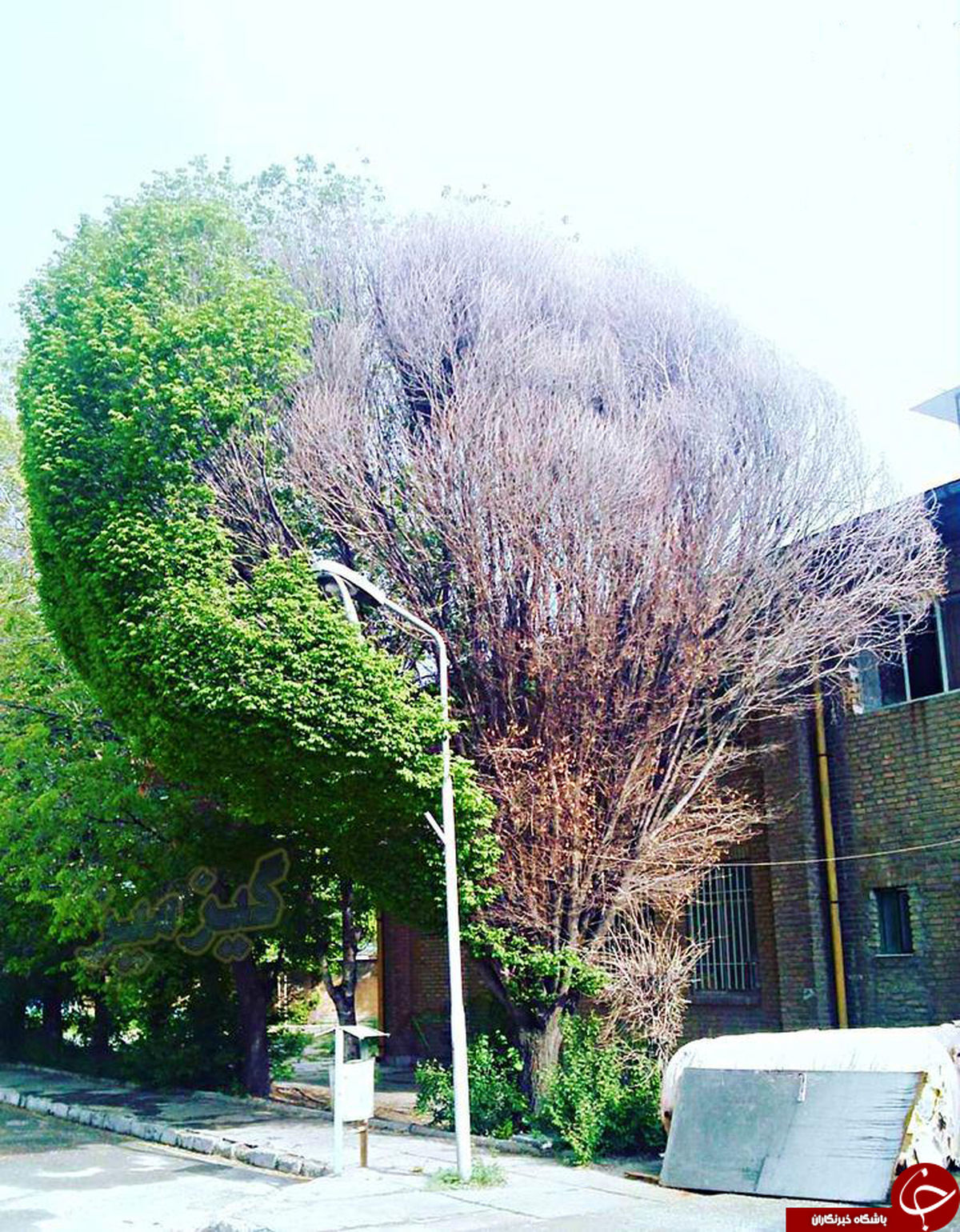 تصویر عجیب از یک درخت