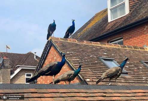 طاووس ها بر بام خانه +عکس