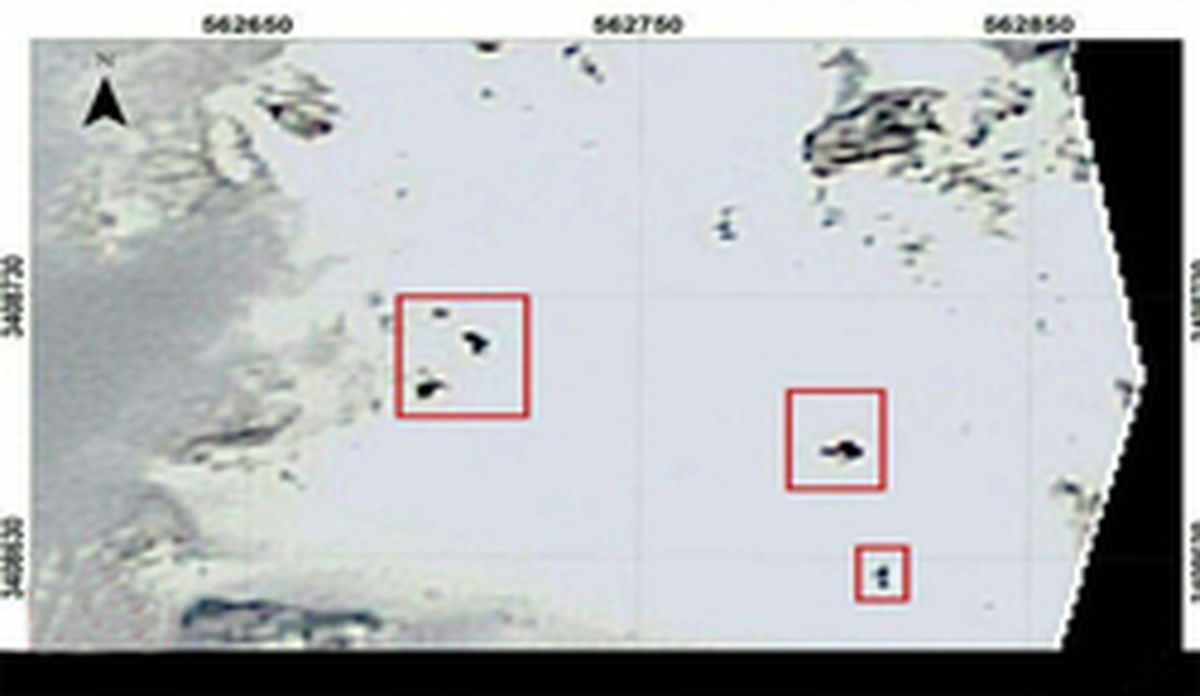 زنده بودن مسافران هواپیما صحت دارد؟ +عکس