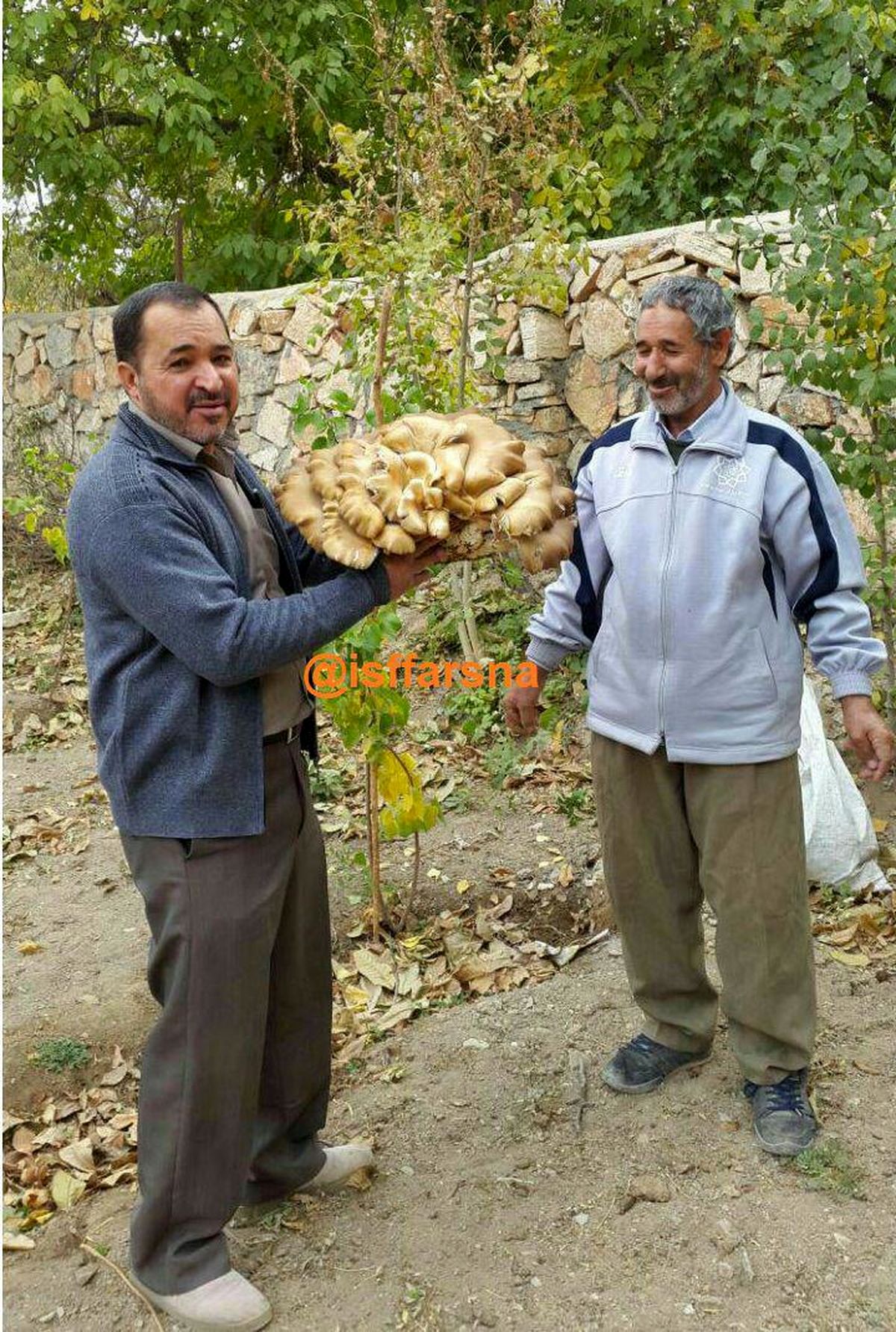 عکس: کشت قارچ ۷ کیلویی در اصفهان