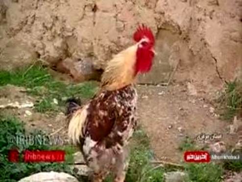 ماجرای عکسی که فضای مجازی را تسخیر کرد +فیلم