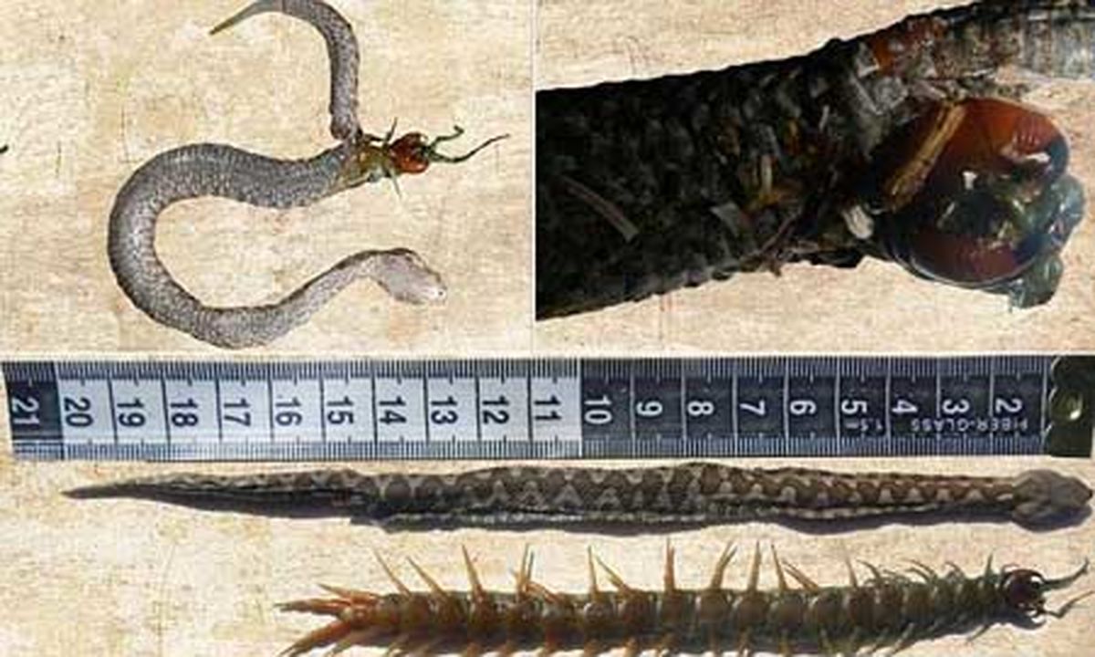 نبرد هزارپا داخل شکم مار /تصاویر