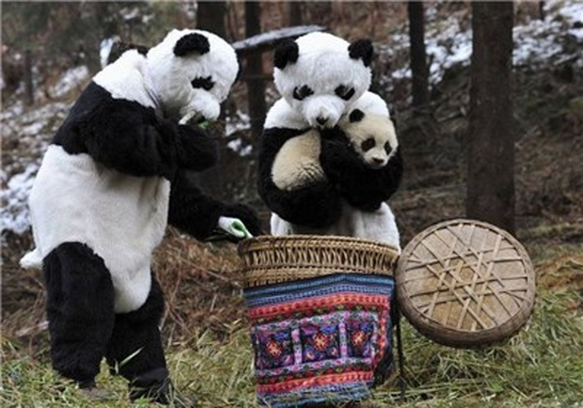 گرفتن پاندا با پوشیدن لباس مخصوص/عکس