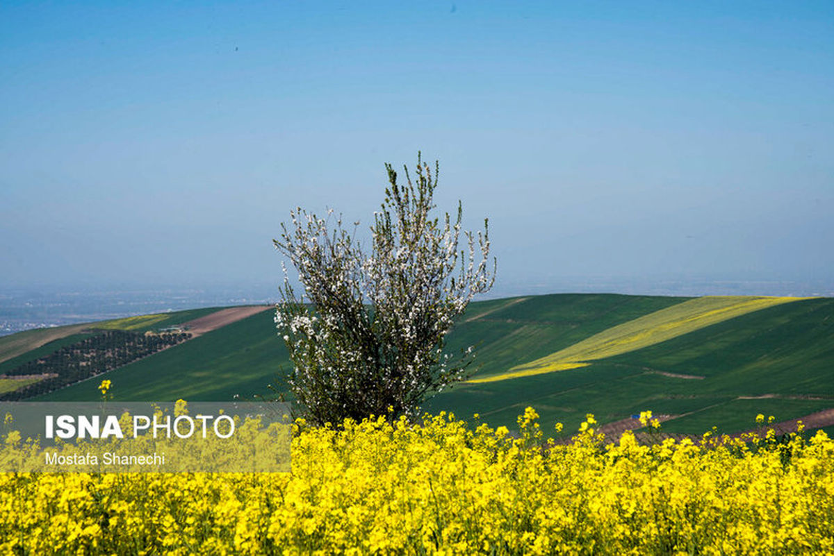 مزارع کلزا در استان مازندران