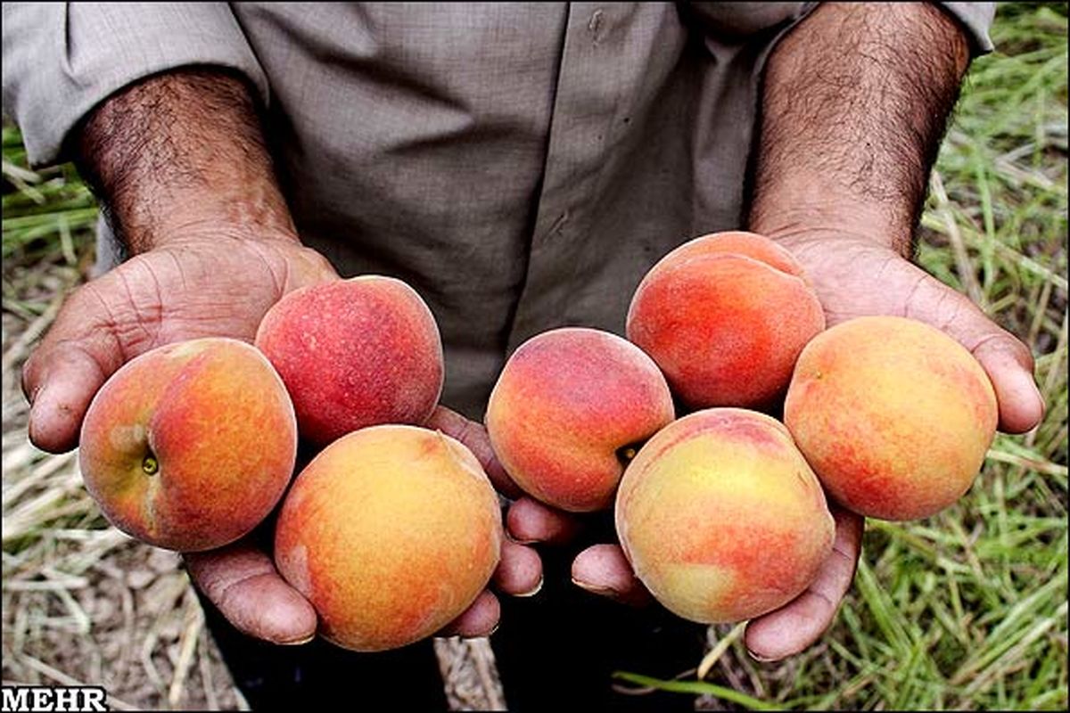 برداشت هلو وشلیل در نکا