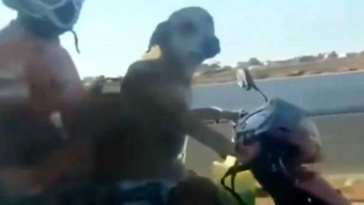 موتورسواری عجیب سگ در اتوبان‌های برزیل! +فیلم