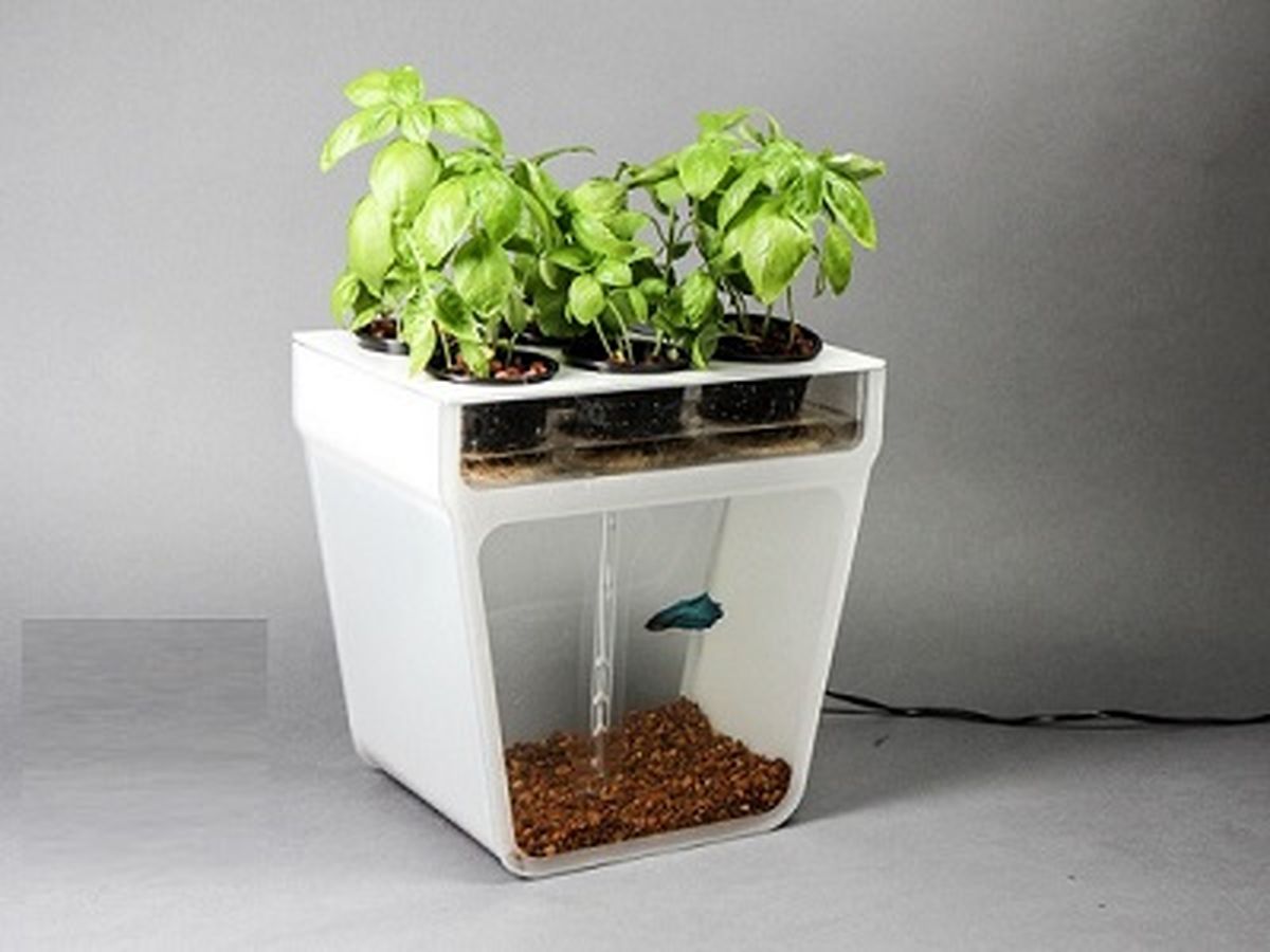 آکواریوم هیبریدی!/عکس