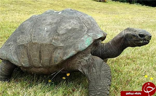 عکس: لاک پشت غول پیکر 182ساله