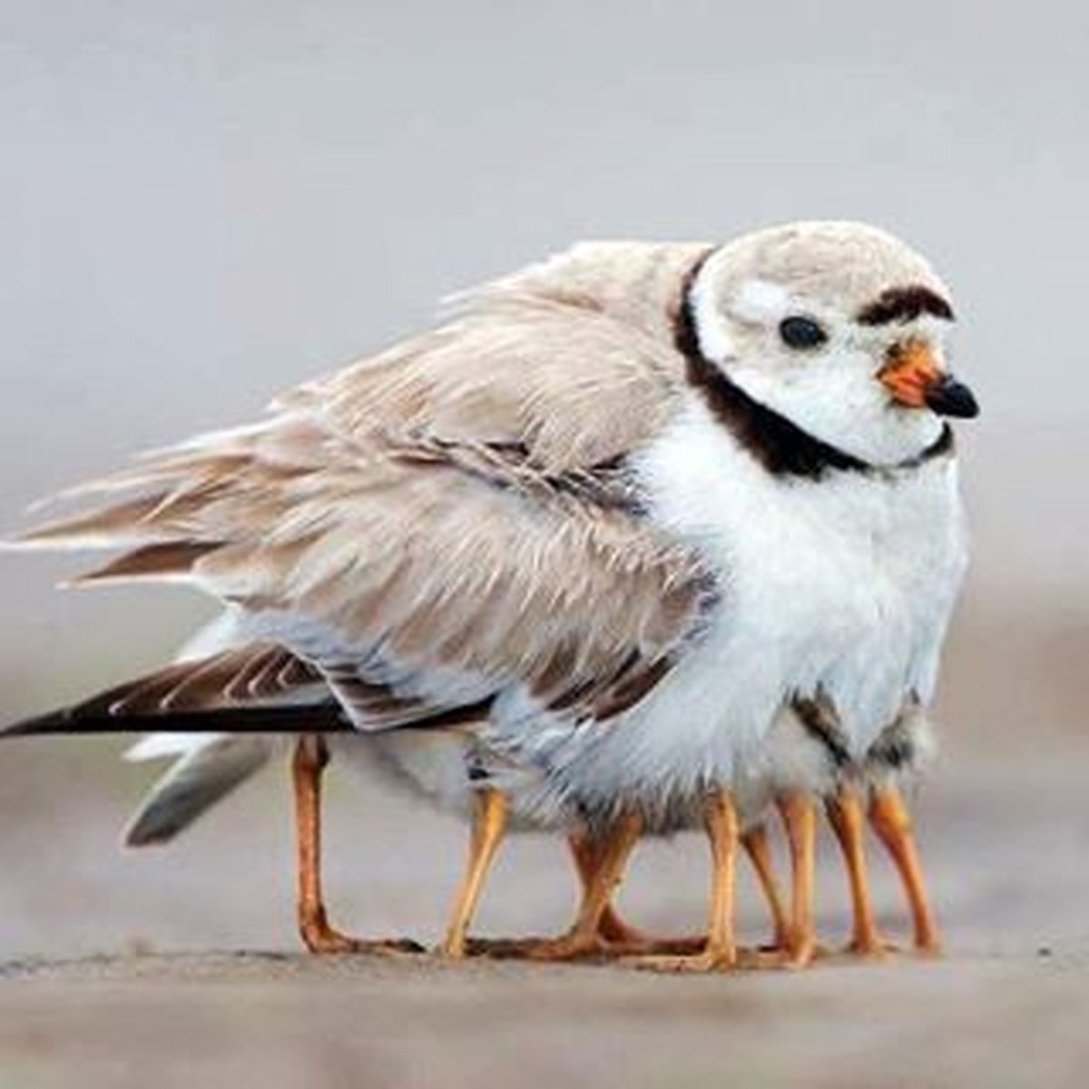 عکس سال مجله نشنال جئوگرافیک
