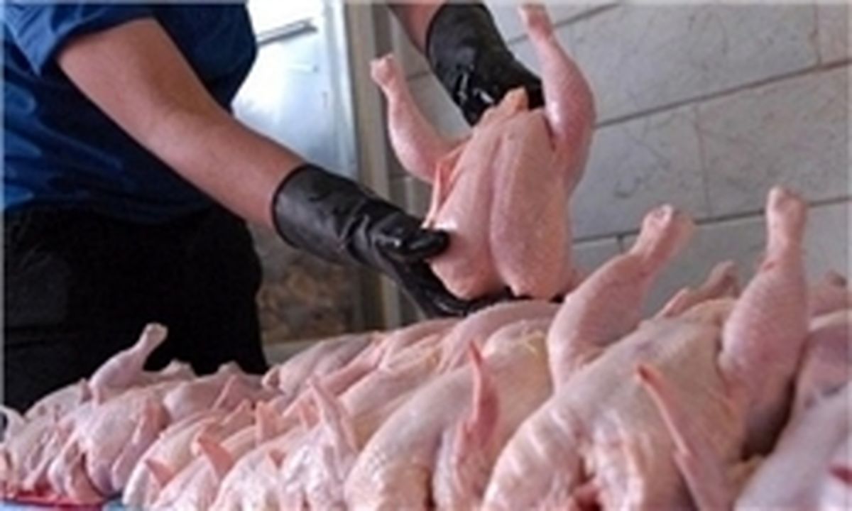 مرغ دزدها در قلعه نو دستگیر شدند