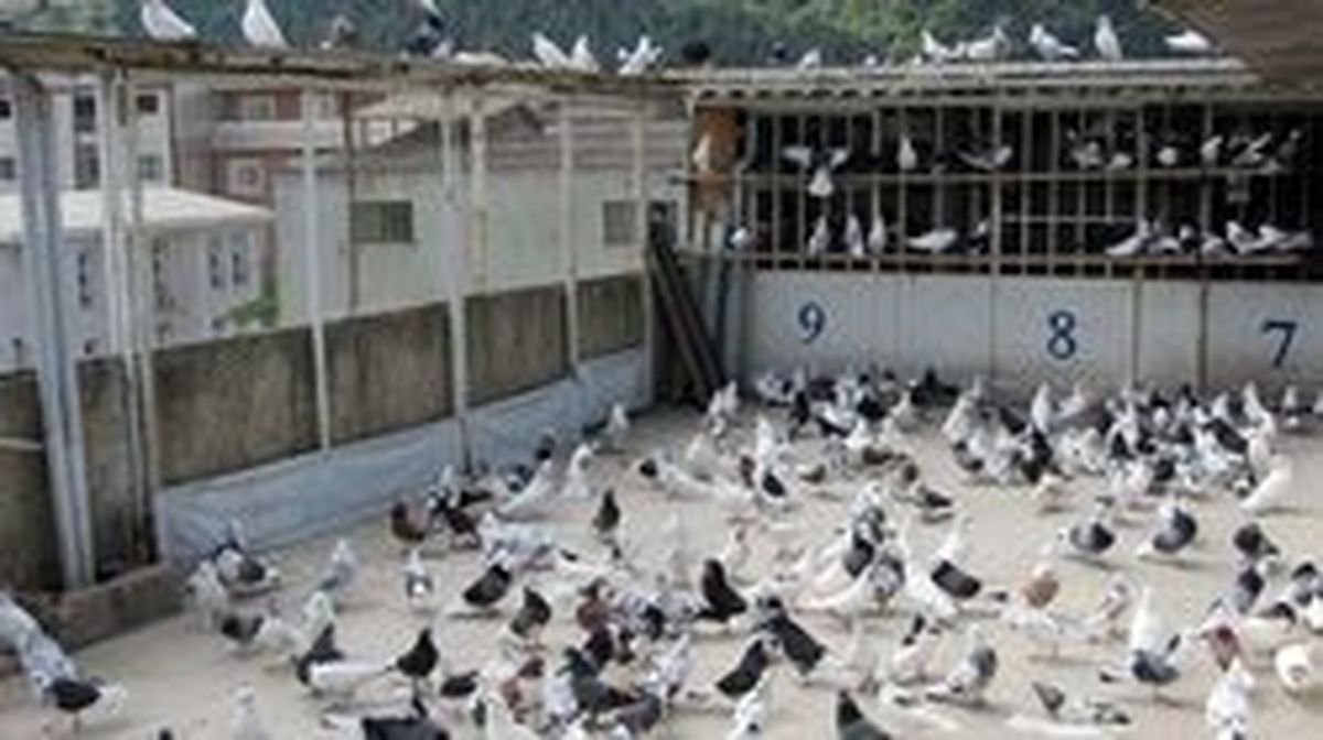 ننه ام کفترباز بود!