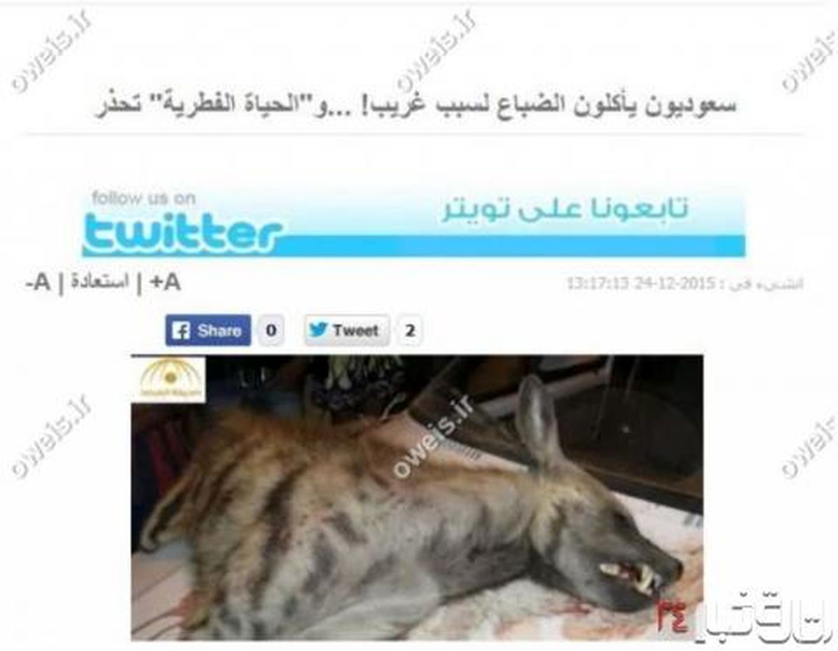 گوشت کفتار غذای دلچسب سعودی ها!+عکس