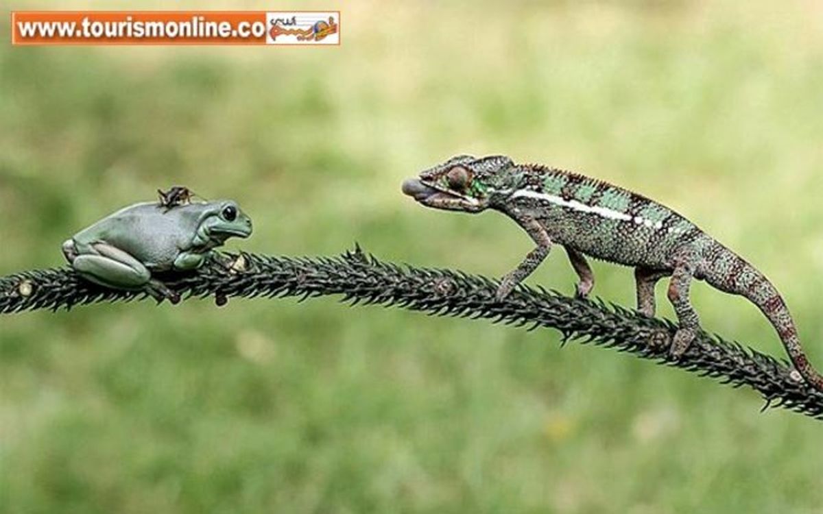 یک شکار ناگهانی! +تصاویر