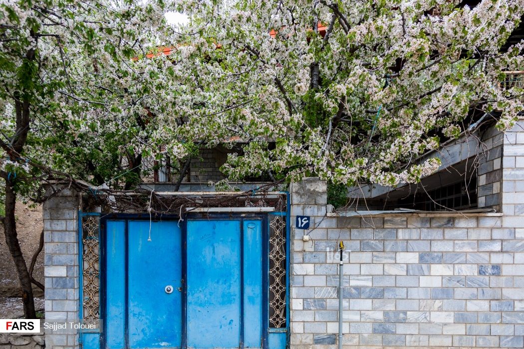 تصاویر: شکوفه‌های «تالون»