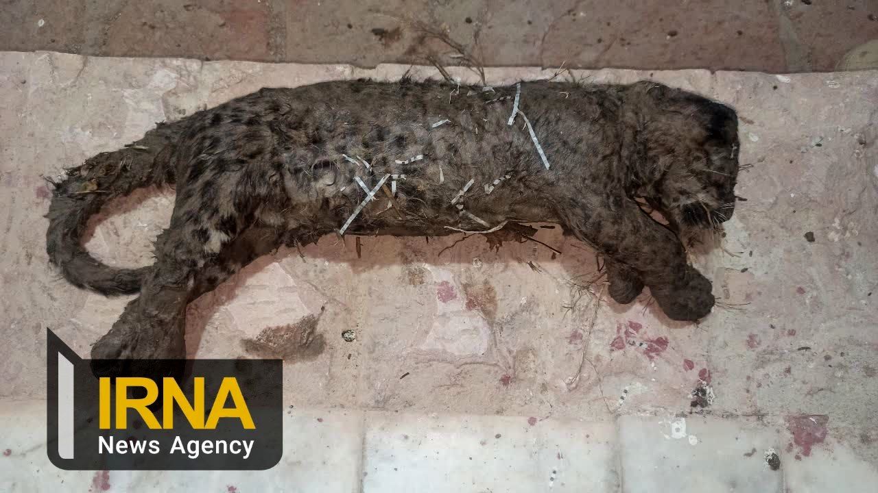 کشف لاشه توله پلنگ در پارک ملی ساریگل اسفراین 